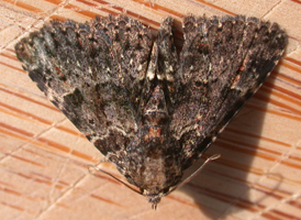 Common Fungus Moth